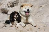 AKITA INU & CAVALIER KING CHARLES 004